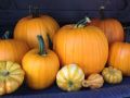 New Mexico Pumpkin Festival