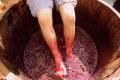 2013 Harvest Wine Festival