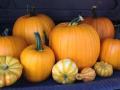 New Mexico Pumpkin Festival