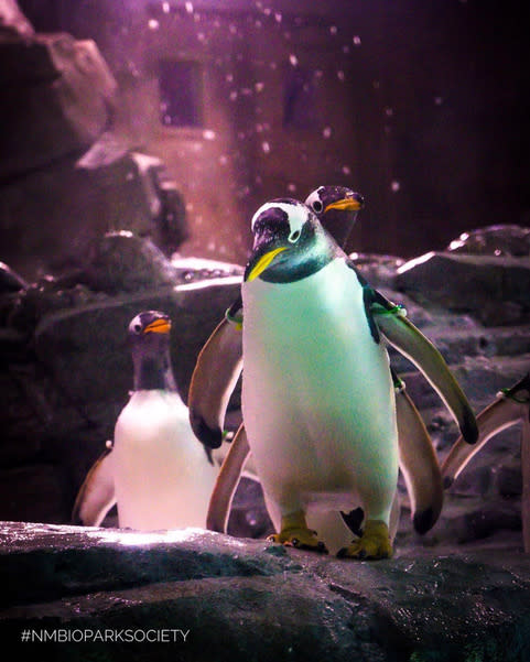 Penguin Overnight At Abq Biopark Abq Biopark Zoo Albuquerque Nm