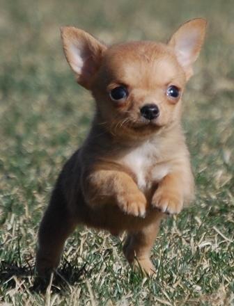 Race Of The Littles 10 Dogs Only Tiny Dogs Only Balloon Fiesta Park Albuquerque Nm May 4th 2014 10 30 Am
