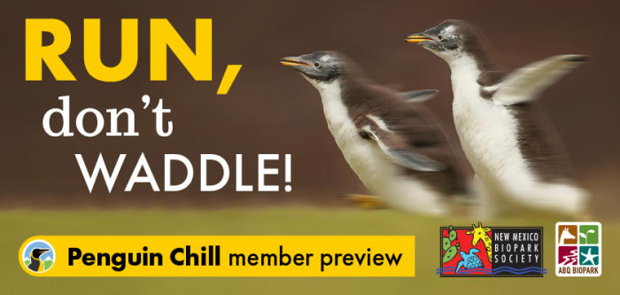 Nmbps Members Only Penguin Chill General Preview Nmbps Members