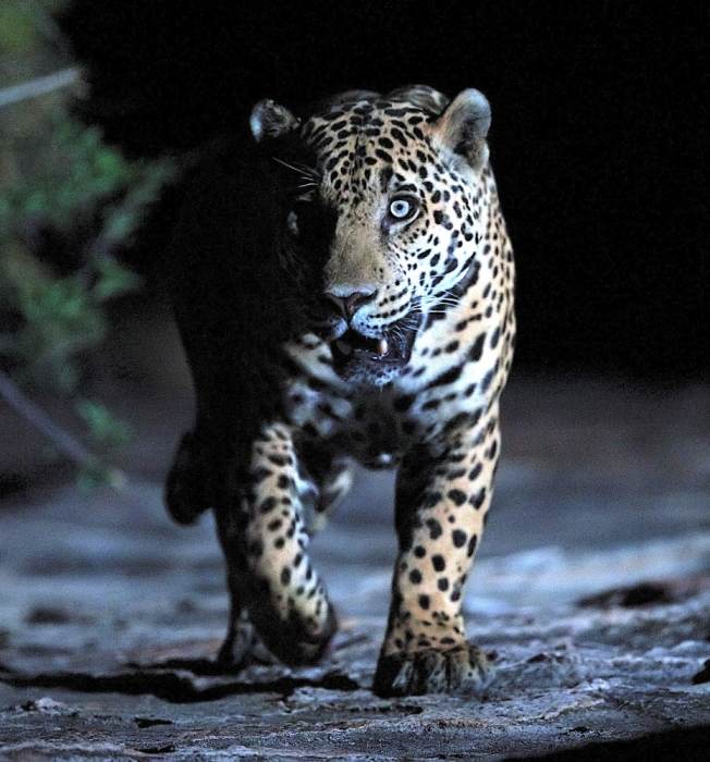 The Jaguar's Footprint: Rewilding Stories